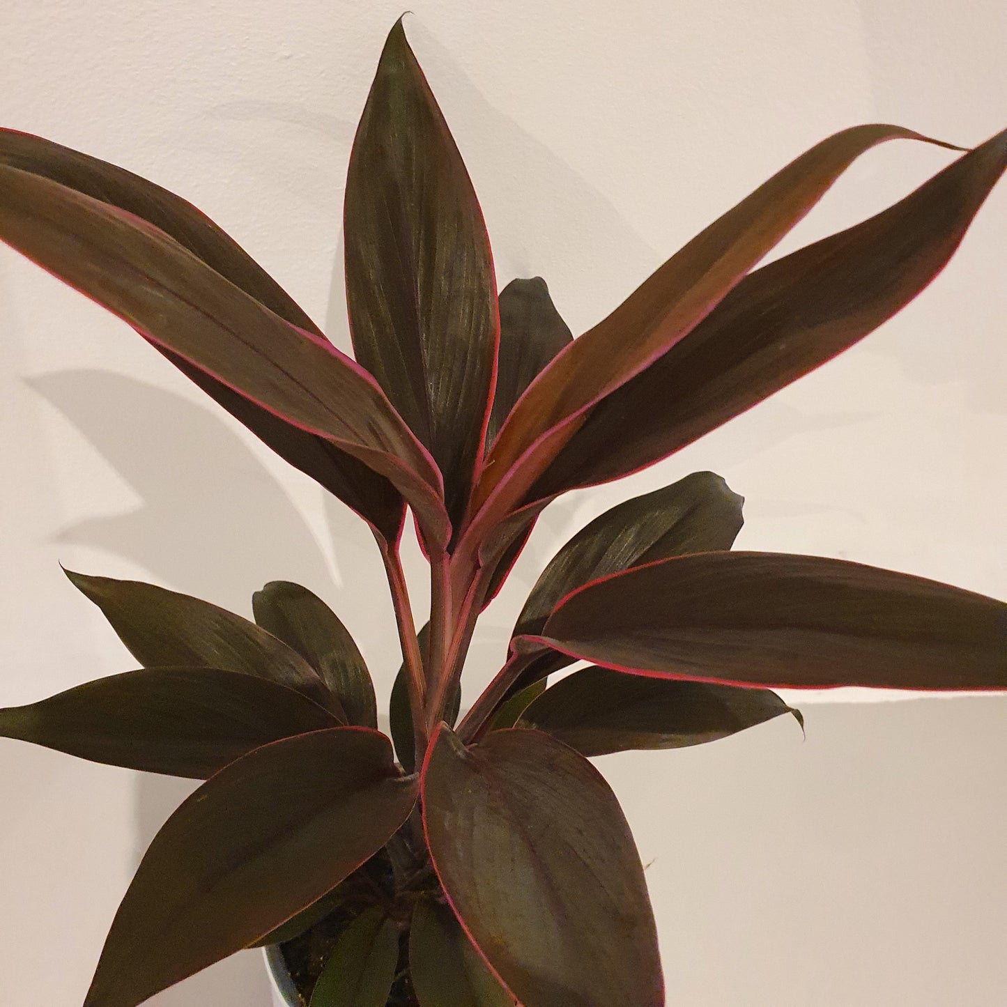 Cordyline fruti. 'Tango' - De Plantrekkers - De Plantrekkers