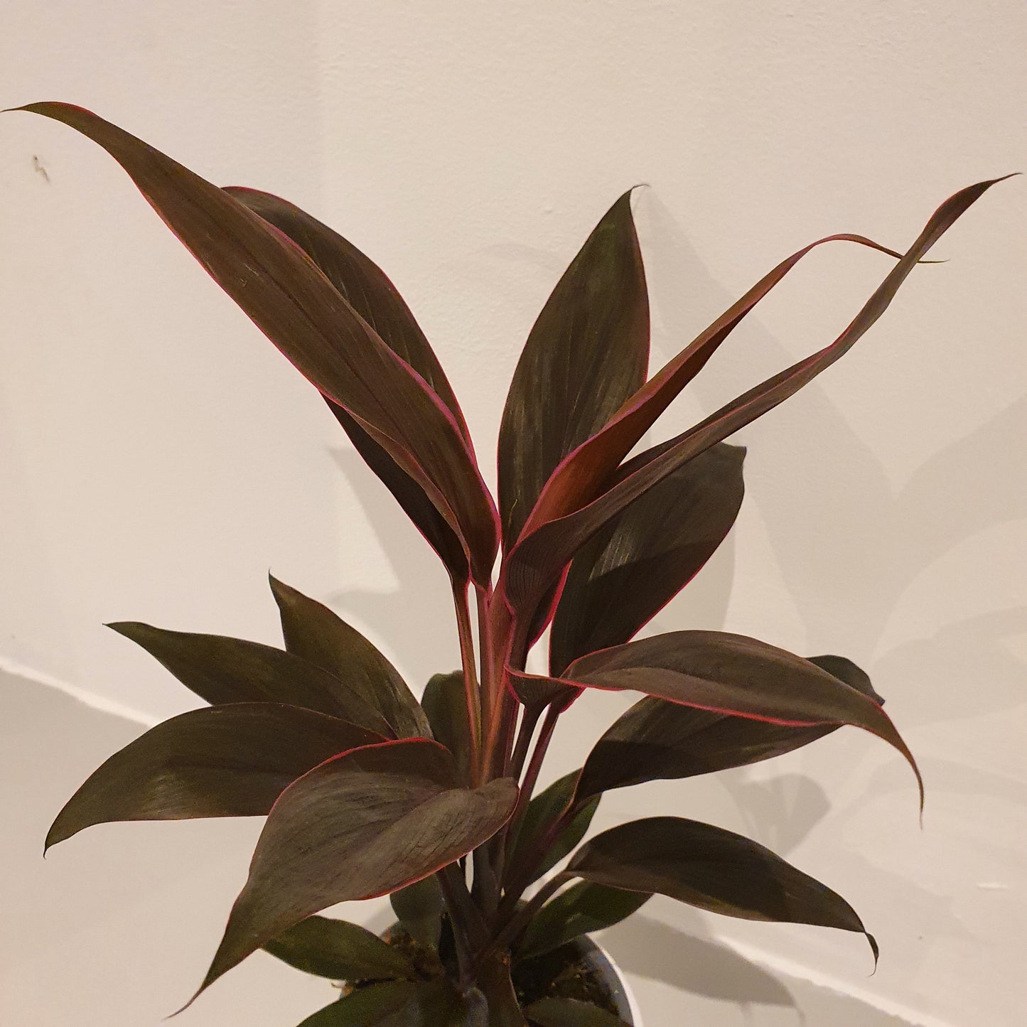 Cordyline fruti. 'Tango' - De Plantrekkers - De Plantrekkers