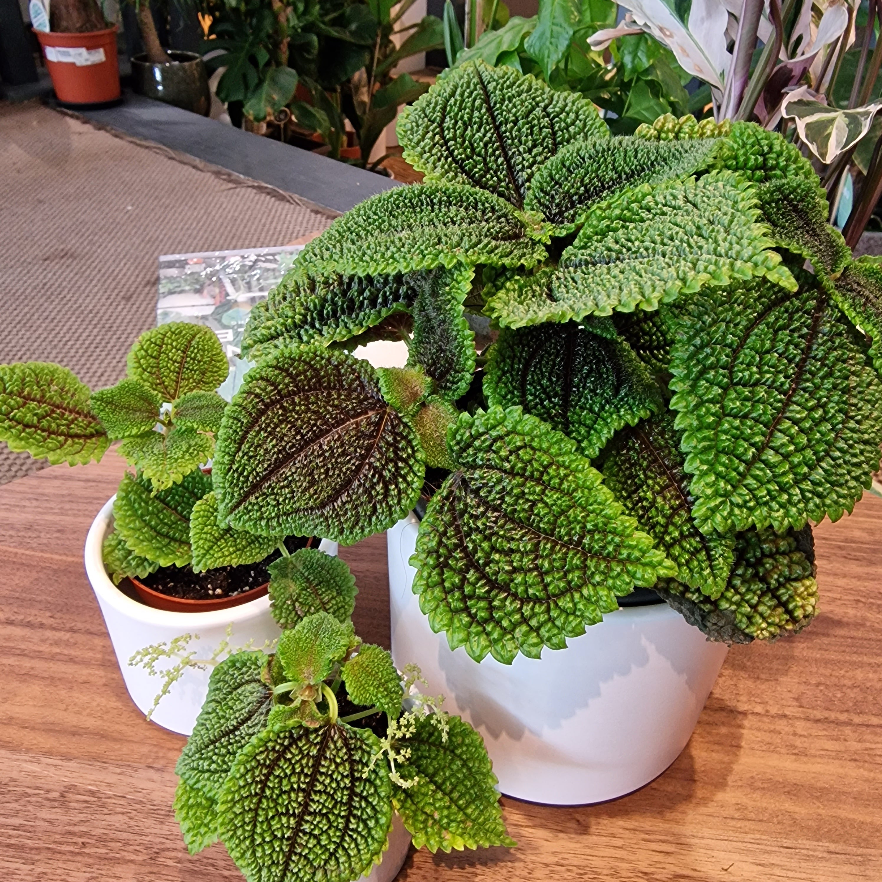 Pilea moon valley mini plant kopen - Online Webwinkel Pilea moon valley mini plant kopen - Online Webwinkel