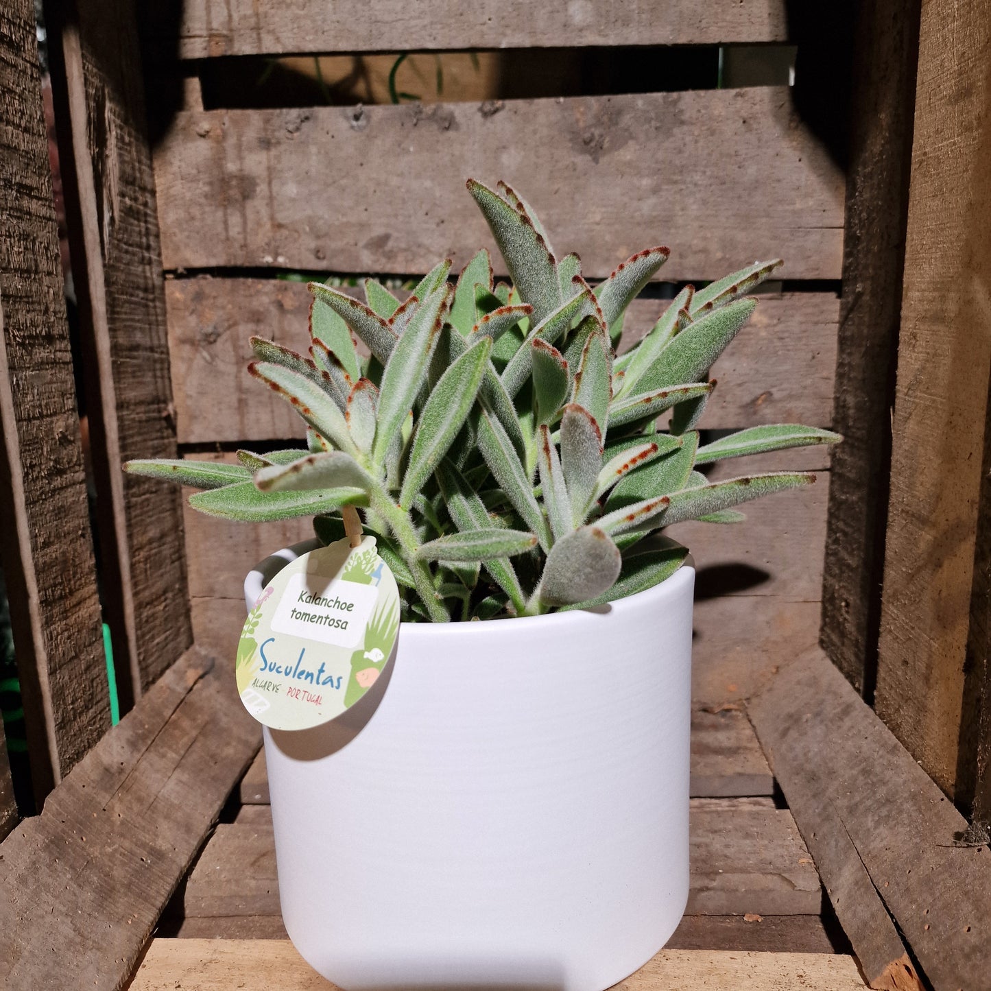 Kalanchoë Tomentosa - De Plantrekkers - De Plantrekkers