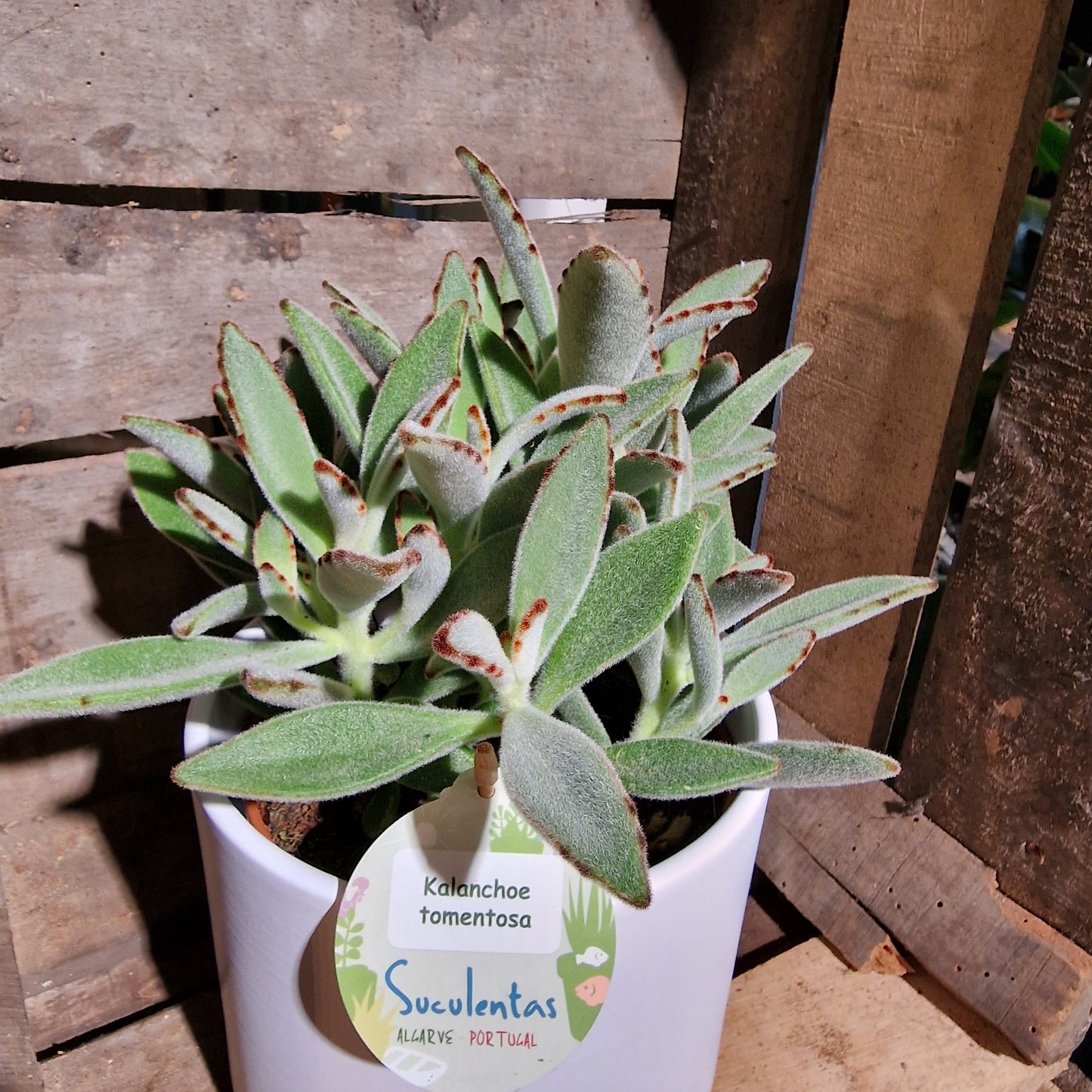 Kalanchoë Tomentosa - De Plantrekkers - De Plantrekkers