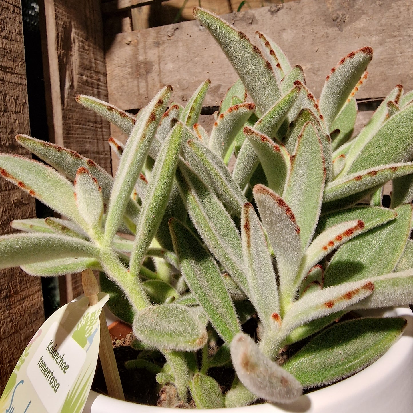 Kalanchoë Tomentosa - De Plantrekkers - De Plantrekkers