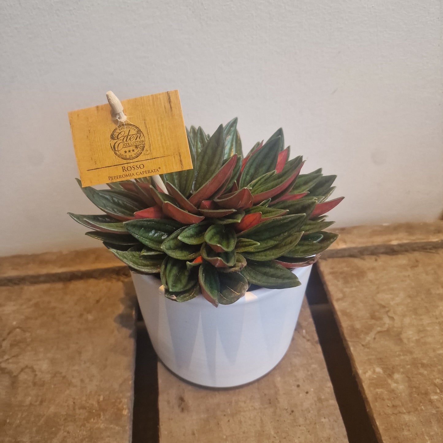 Peperomia Rosso 'rat tail'