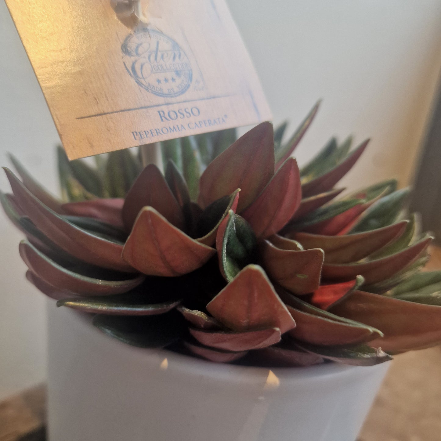 Peperomia Rosso 'rat tail'