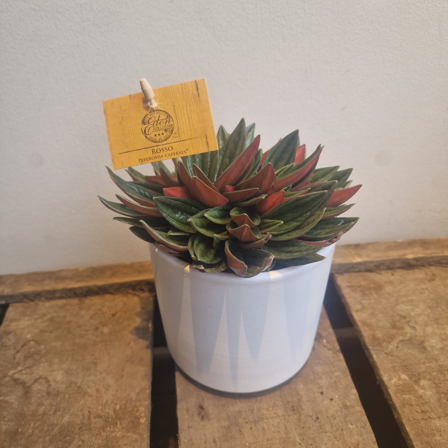 Peperomia Rosso 'rat tail'