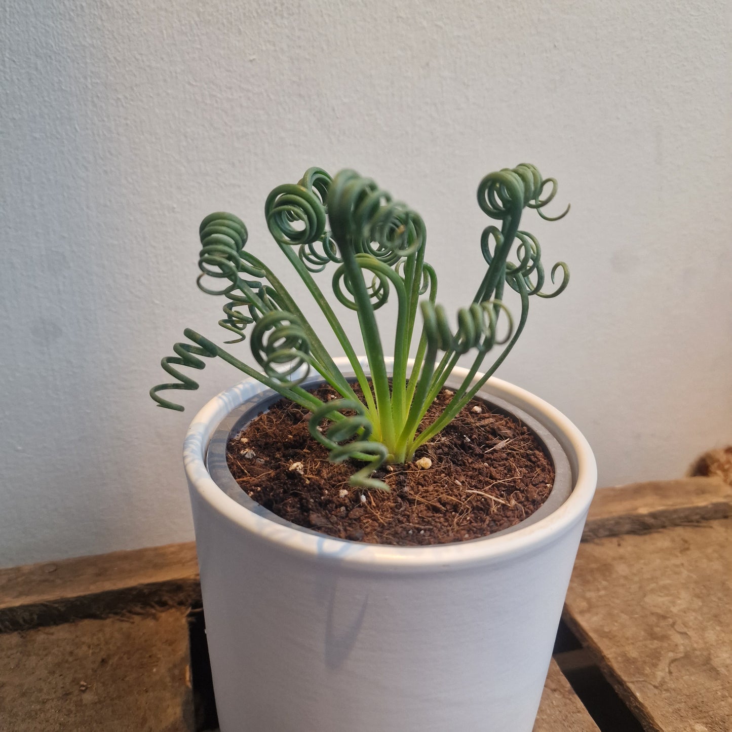 Albuca Spiralis 'Frizzle Sizzle'