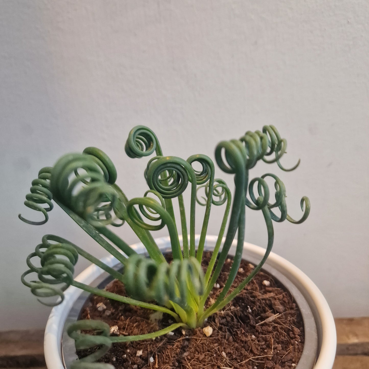 Albuca Spiralis 'Frizzle Sizzle'