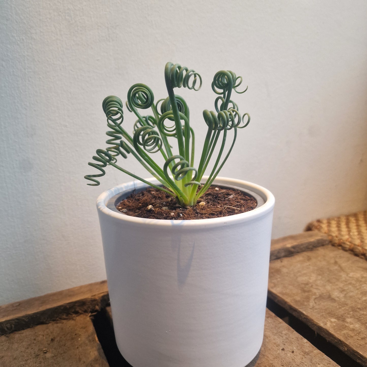 Albuca Spiralis 'Frizzle Sizzle'