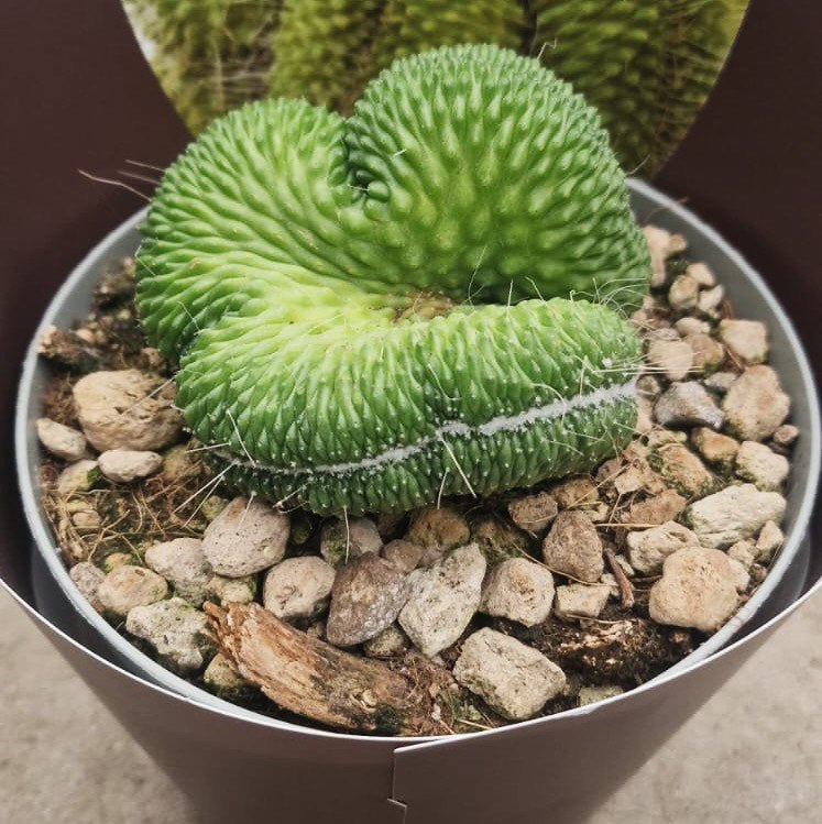 Mammillaria Spinosissima