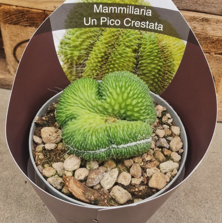 Mammillaria Spinosissima