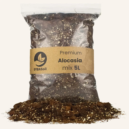 Alocasia mix 5L - De Plantrekkers  - De Plantrekkers