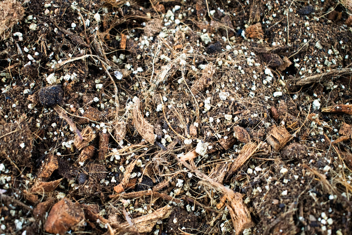 Alocasia mix 5L - De Plantrekkers - De Plantrekkers