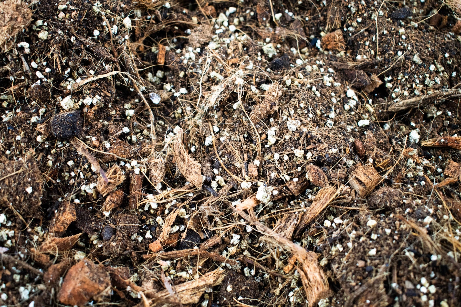 Alocasia mix 5L - De Plantrekkers  - De Plantrekkers
