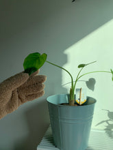 Afbeelding in Gallery-weergave laden, Microvezel Afstof Handschoen - De Plantrekkers  - De Plantrekkers

