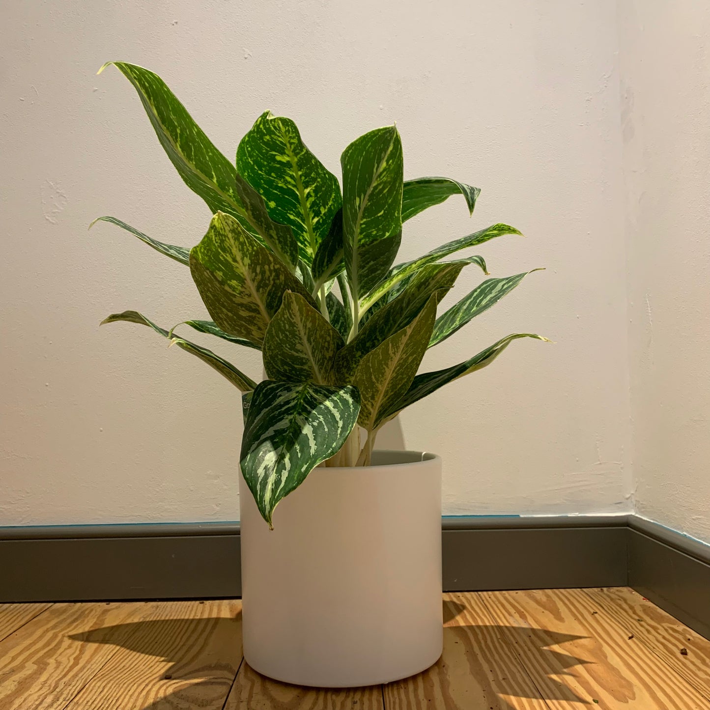 Aglaonema Green Sun - De Plantrekkers - De Plantrekkers