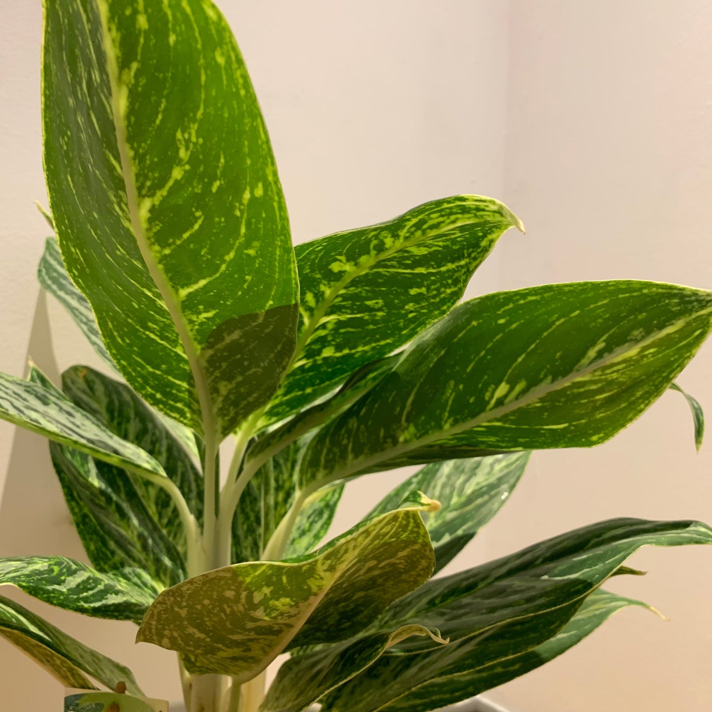 Aglaonema Green Sun - De Plantrekkers - De Plantrekkers