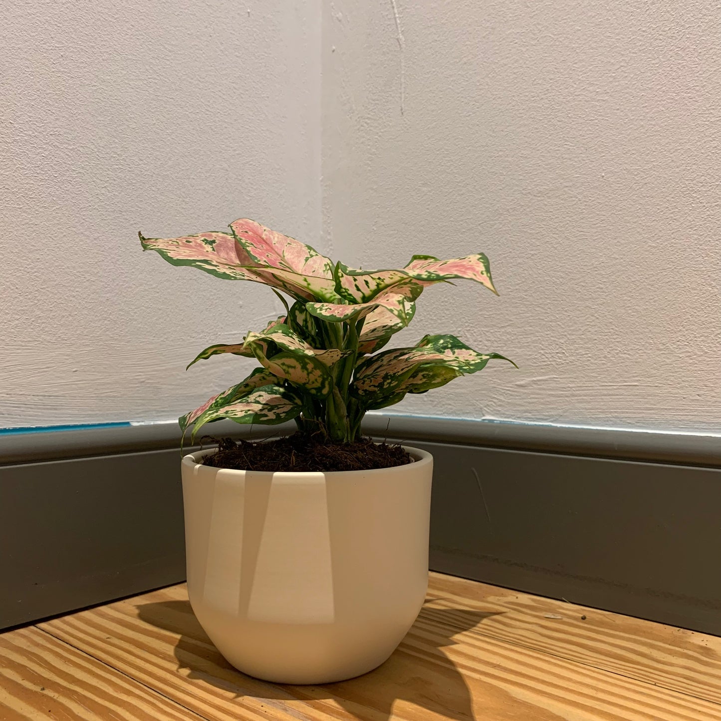 Aglaonema Pink Spotted - De Plantrekkers - De Plantrekkers