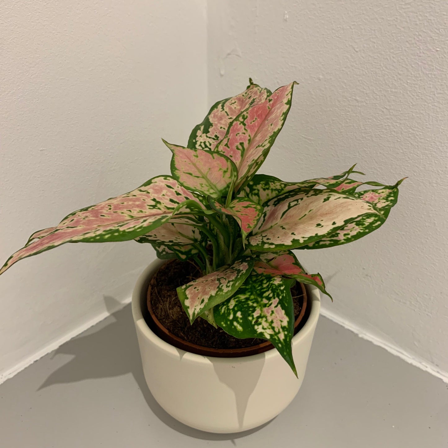 Aglaonema Pink Spotted - De Plantrekkers - De Plantrekkers