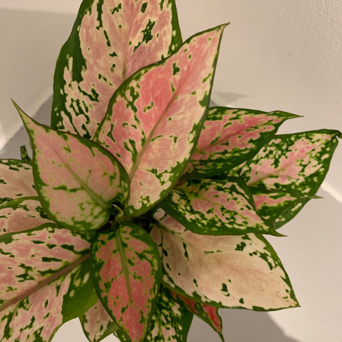 Aglaonema Pink Spotted - De Plantrekkers - De Plantrekkers
