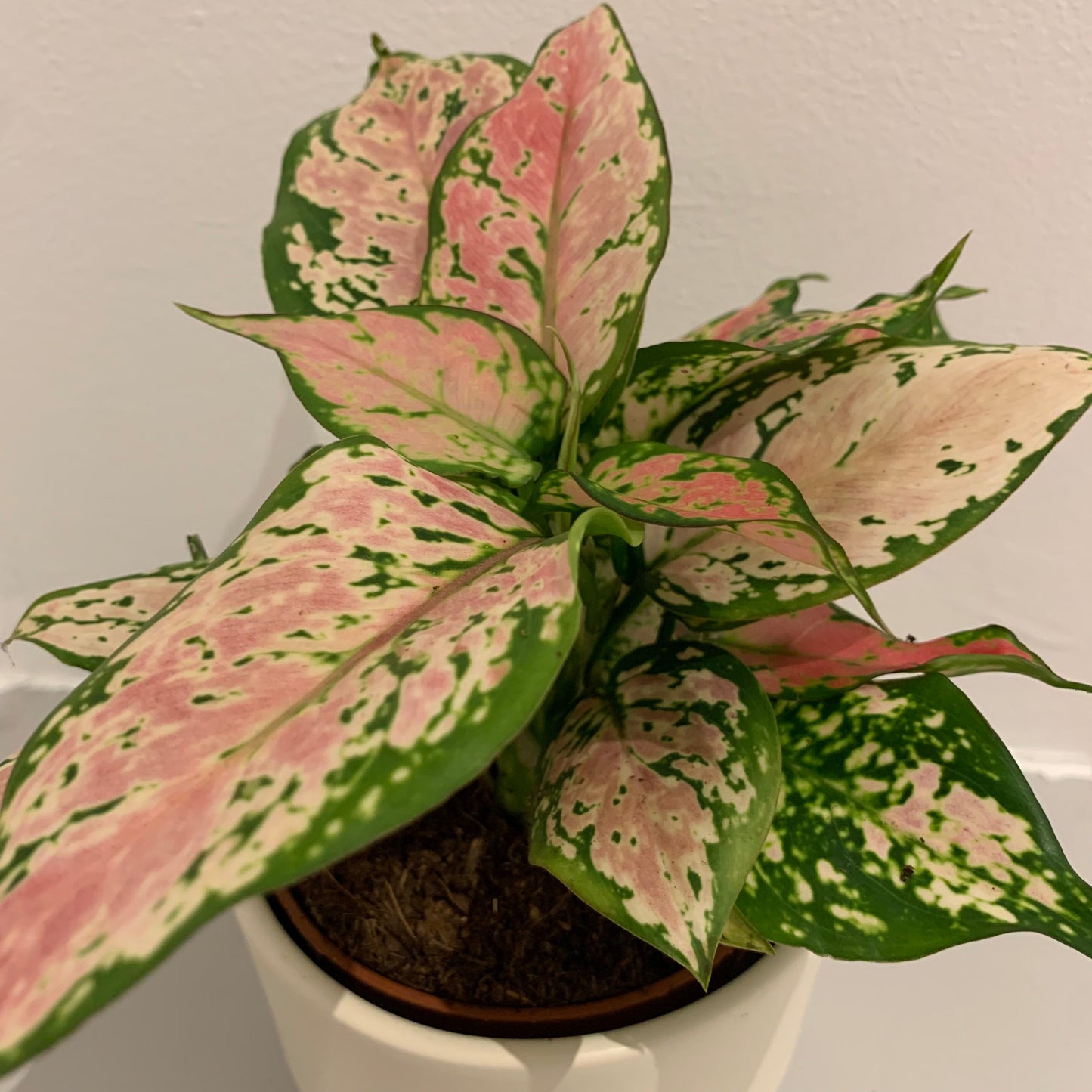 Aglaonema Pink Spotted - De Plantrekkers - De Plantrekkers