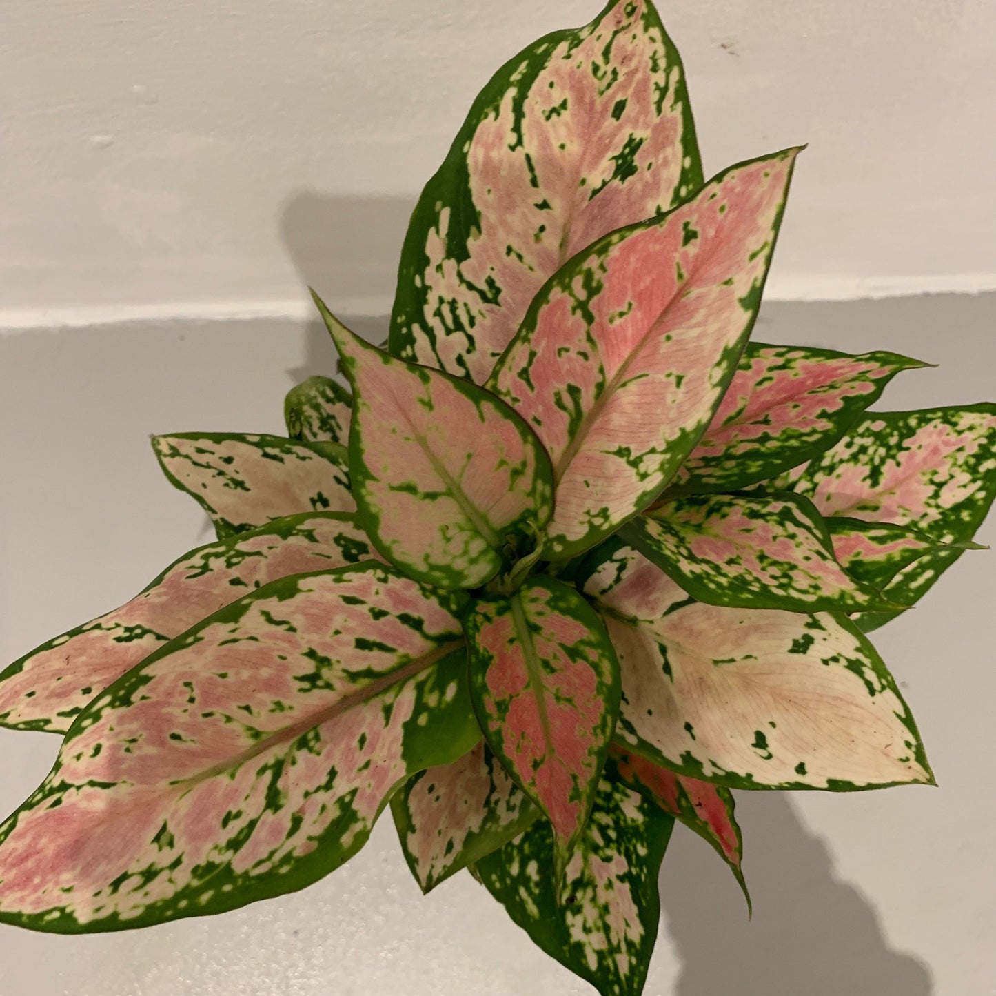 Aglaonema Pink Spotted - De Plantrekkers - De Plantrekkers