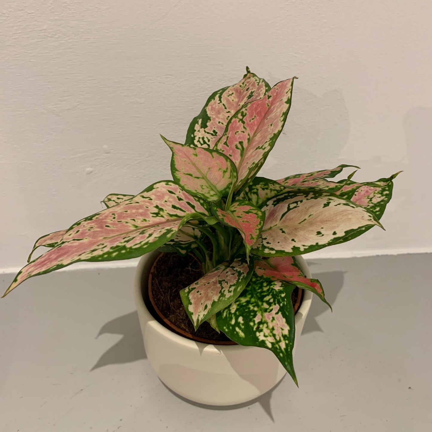 Aglaonema Pink Spotted - De Plantrekkers - De Plantrekkers