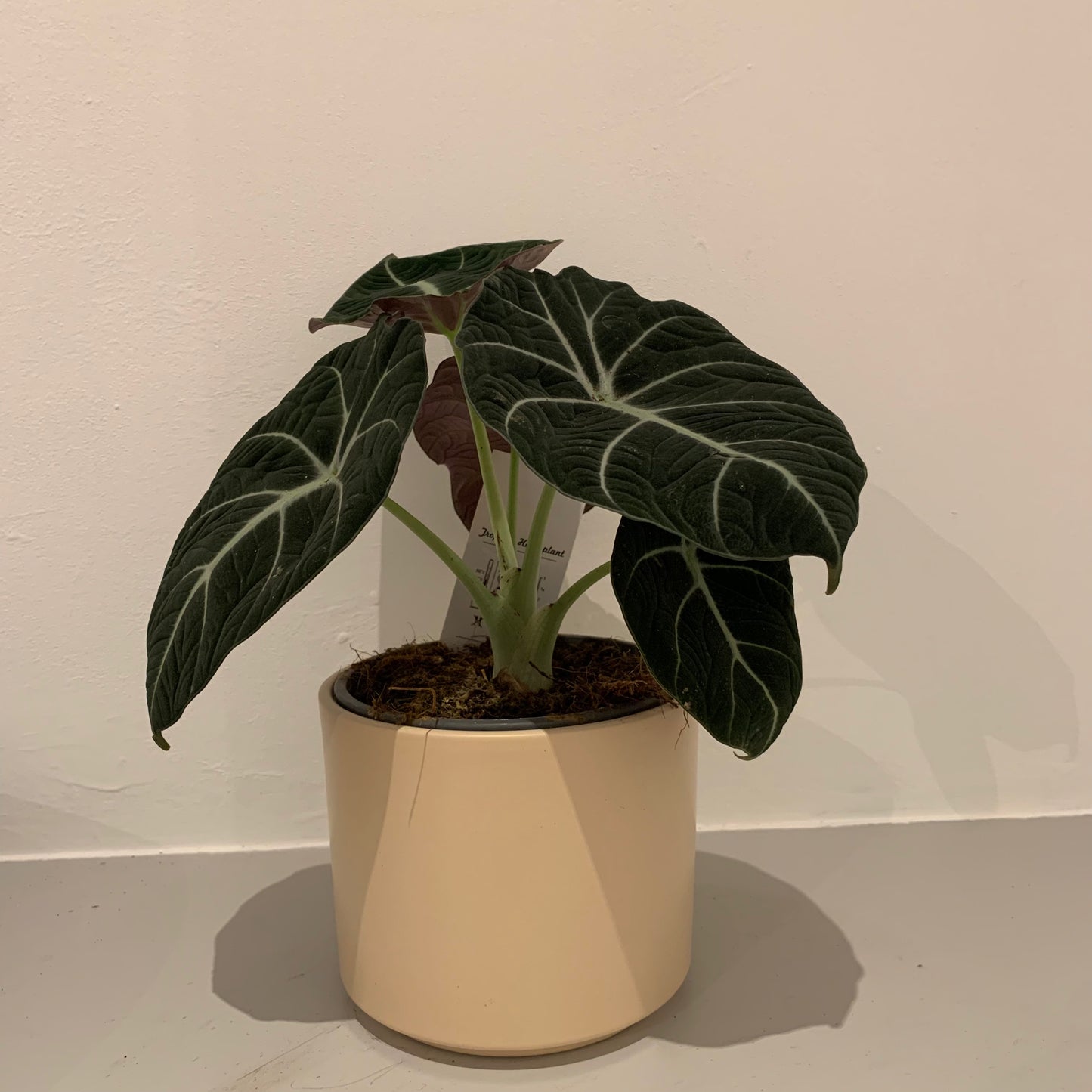 Alocasia Black Velvet - De Plantrekkers - De Plantrekkers