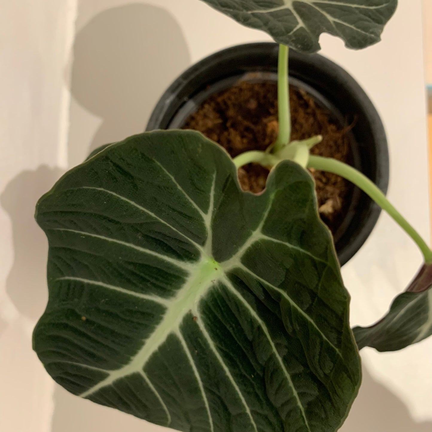 Alocasia Black Velvet - De Plantrekkers - De Plantrekkers