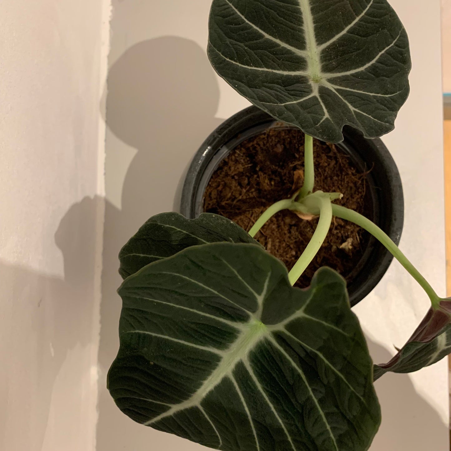 Alocasia Black Velvet - De Plantrekkers - De Plantrekkers