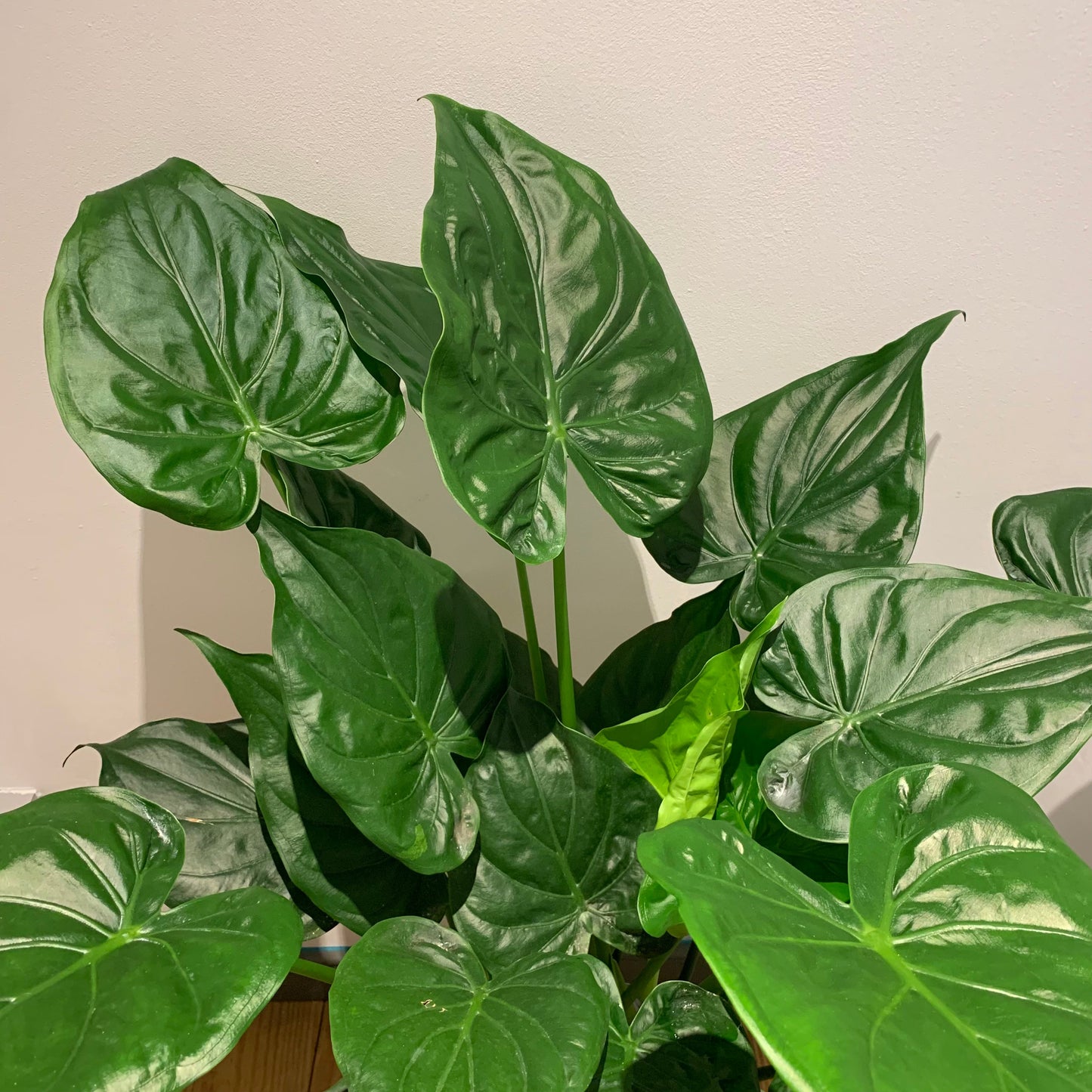 Alocasia Cucullata - De Plantrekkers - De Plantrekkers