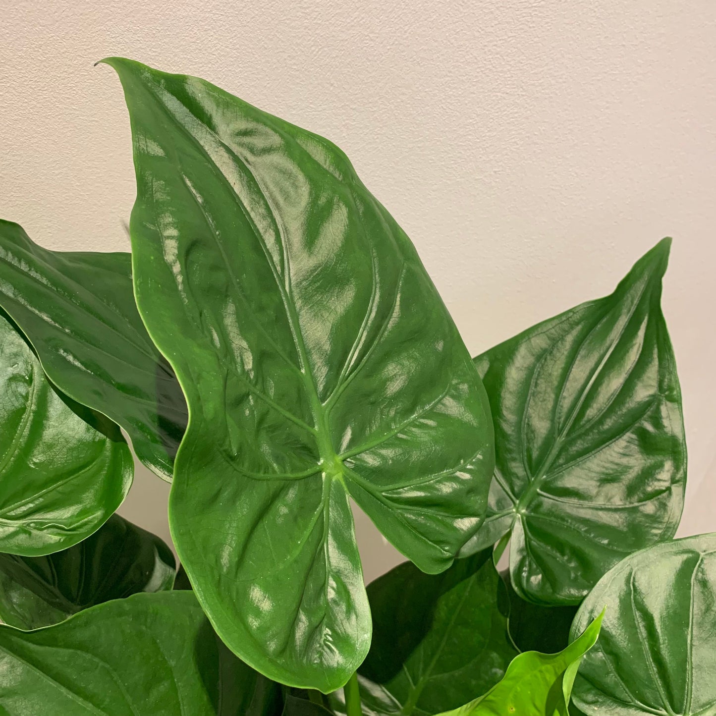 Alocasia Cucullata - De Plantrekkers - De Plantrekkers