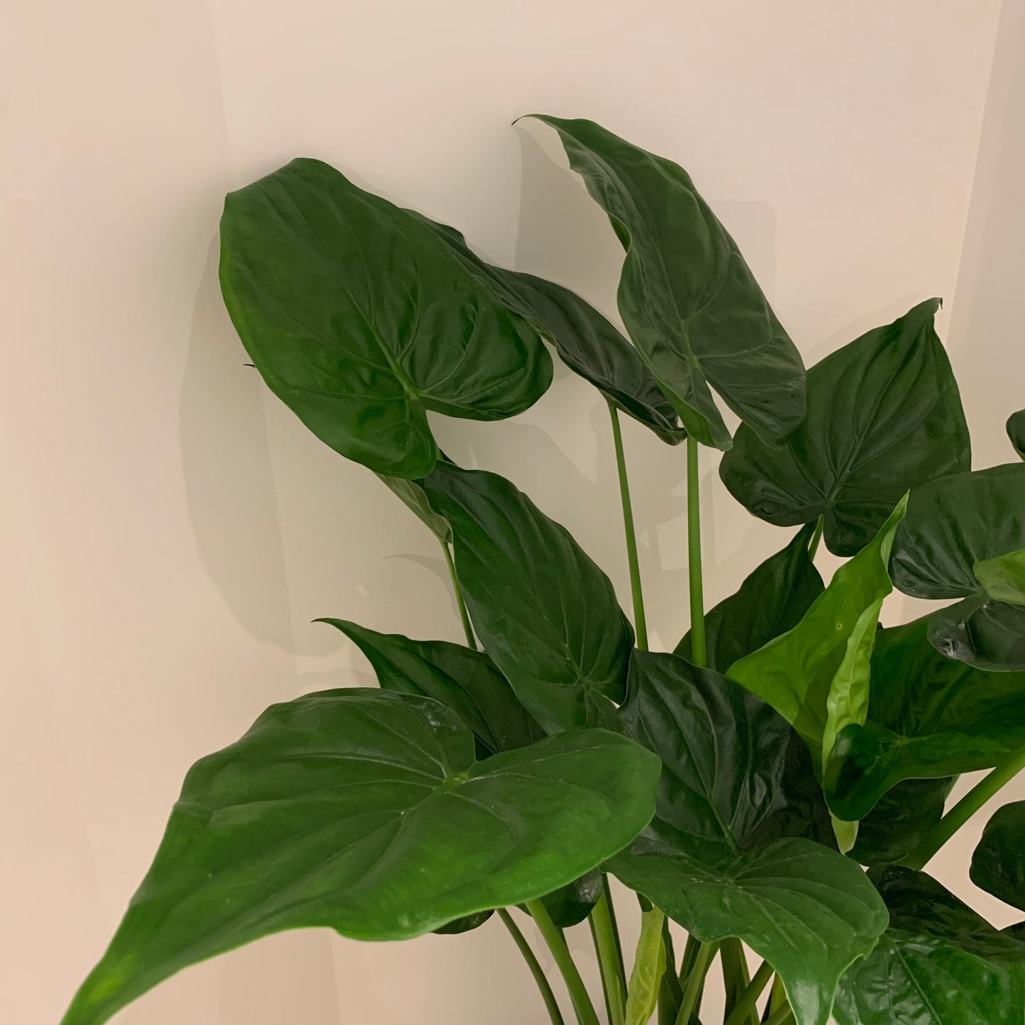 Alocasia Cucullata - De Plantrekkers - De Plantrekkers