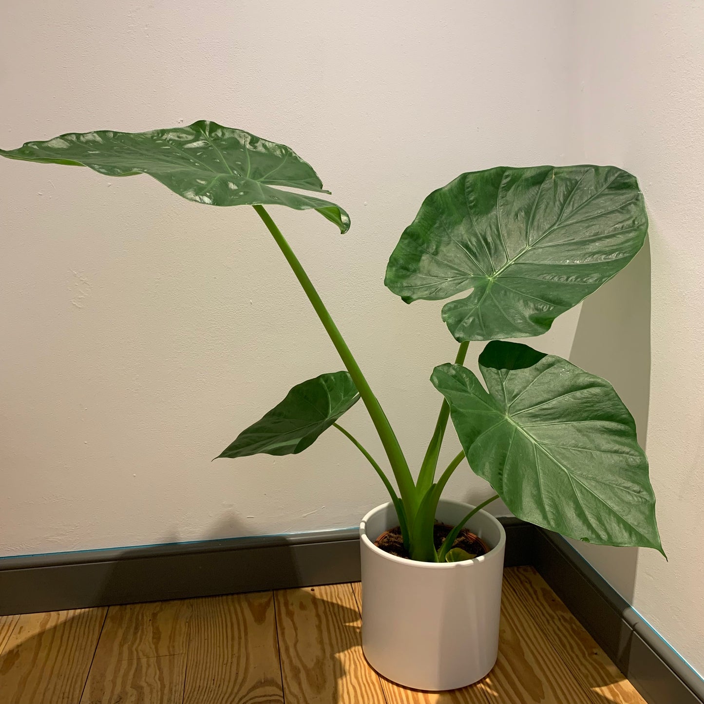 Alocasia Macrorrhiza - De Plantrekkers - De Plantrekkers