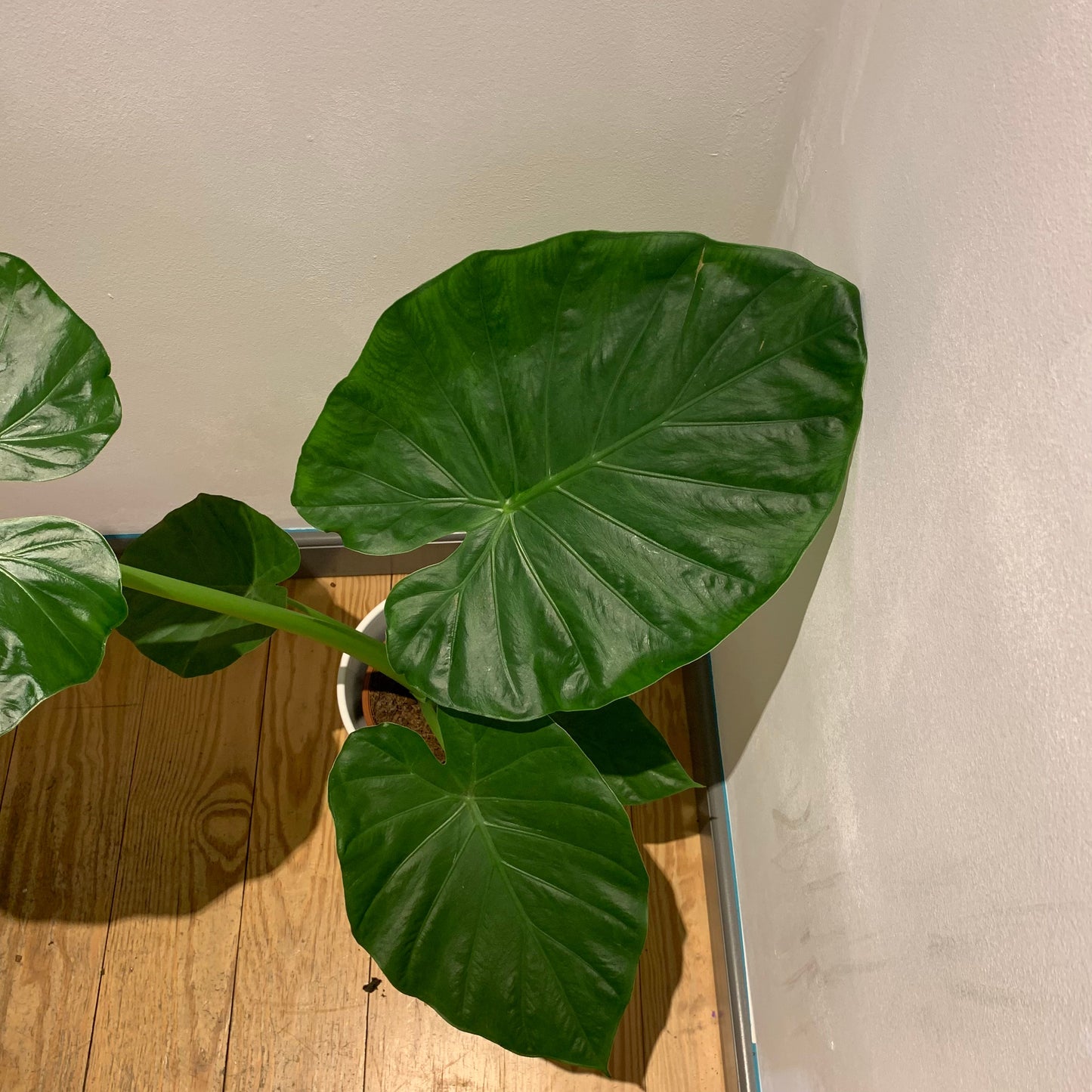 Alocasia Macrorrhiza - De Plantrekkers - De Plantrekkers