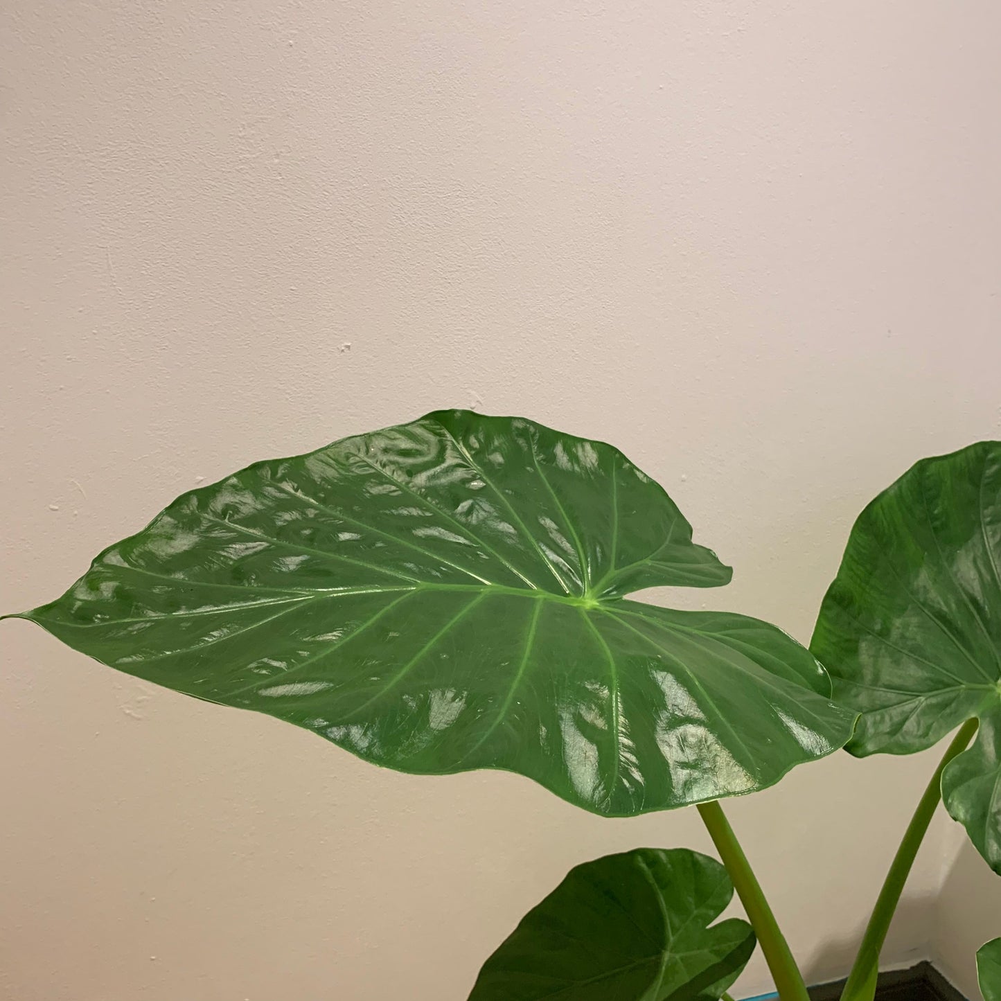 Alocasia Macrorrhiza - De Plantrekkers - De Plantrekkers