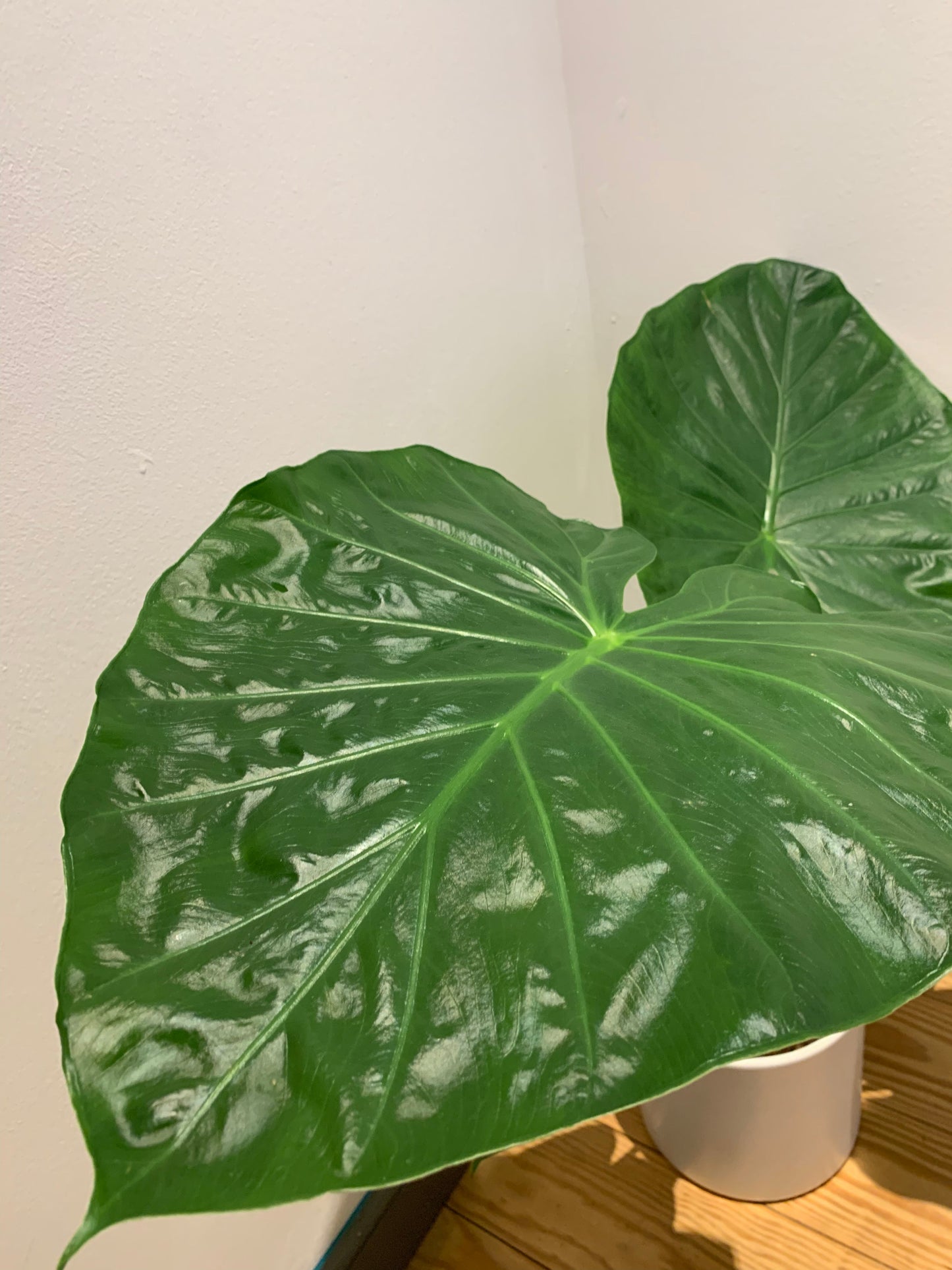 Alocasia Macrorrhiza - De Plantrekkers - De Plantrekkers