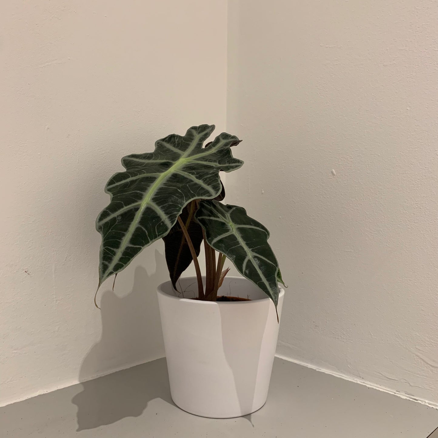 Alocasia Polly - De Plantrekkers - De Plantrekkers