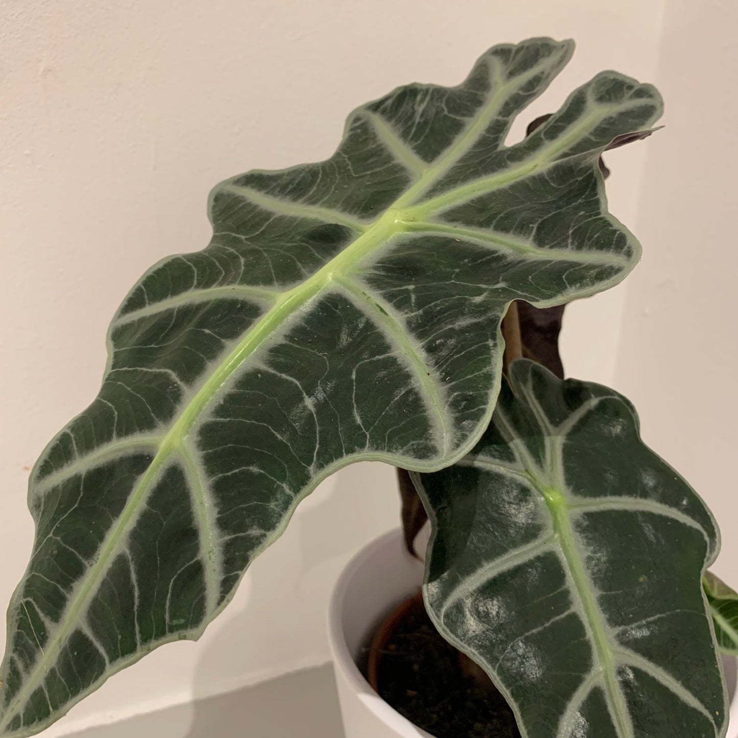 Alocasia Polly - De Plantrekkers - De Plantrekkers
