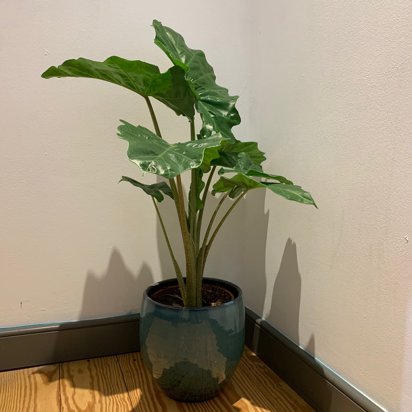 Alocasia Portadora - De Plantrekkers - De Plantrekkers