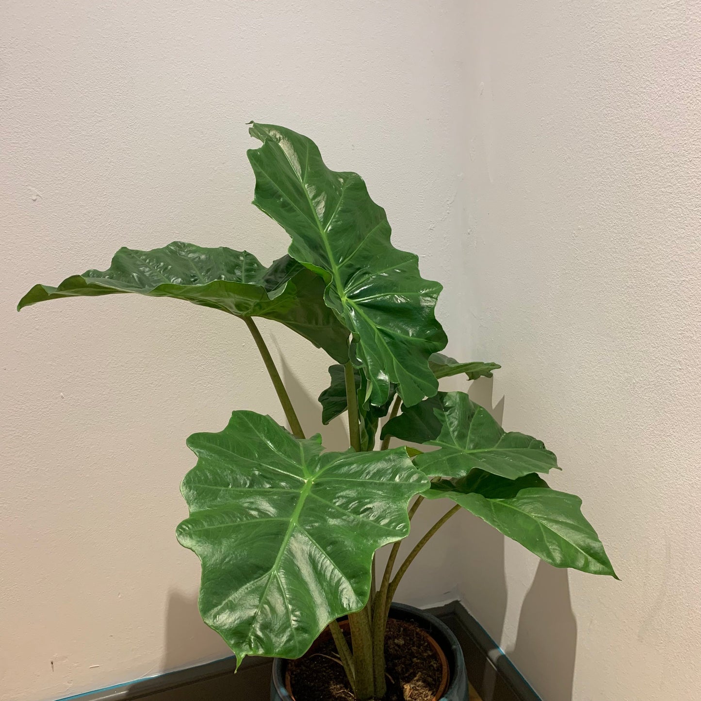 Alocasia Portadora - De Plantrekkers - De Plantrekkers