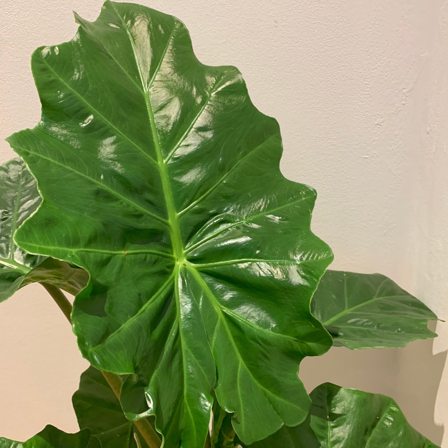 Alocasia Portadora - De Plantrekkers - De Plantrekkers