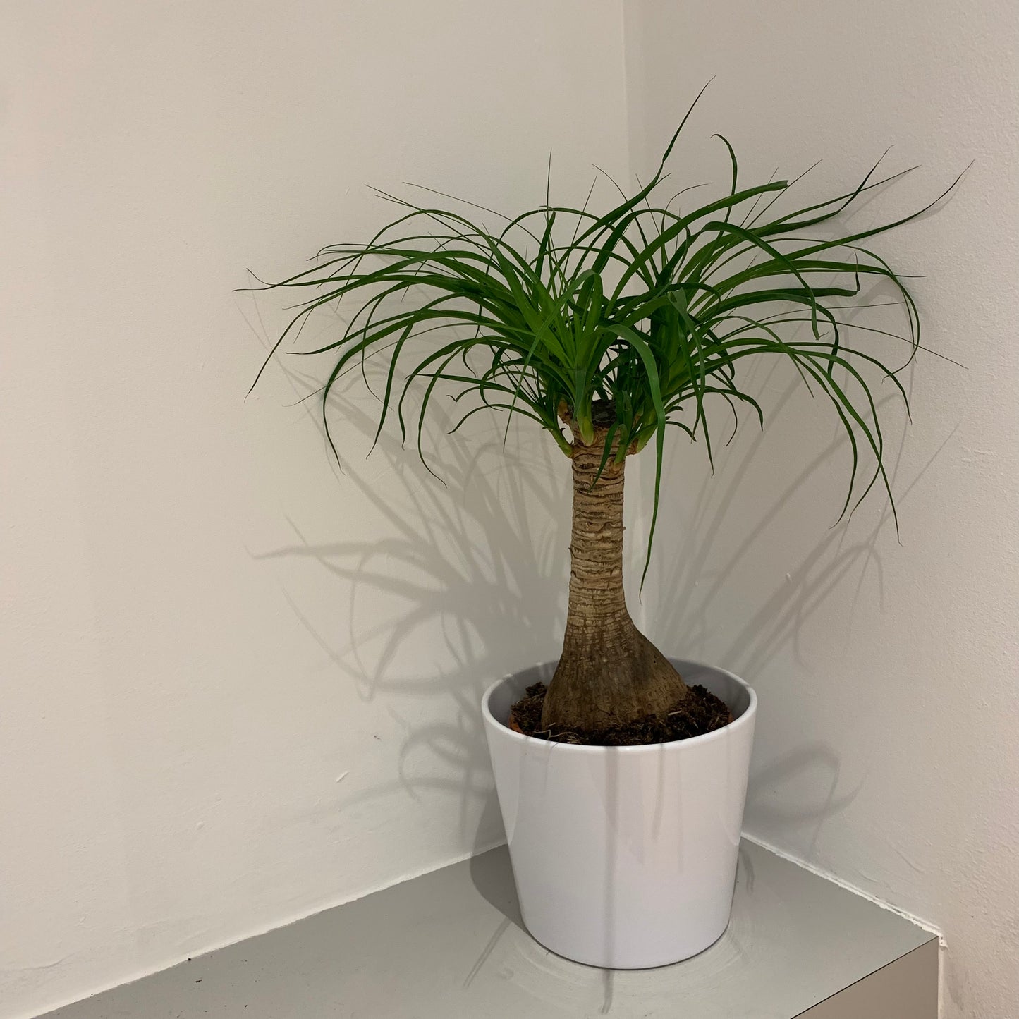 Beaucarnea Recurvata - De Plantrekkers - De Plantrekkers