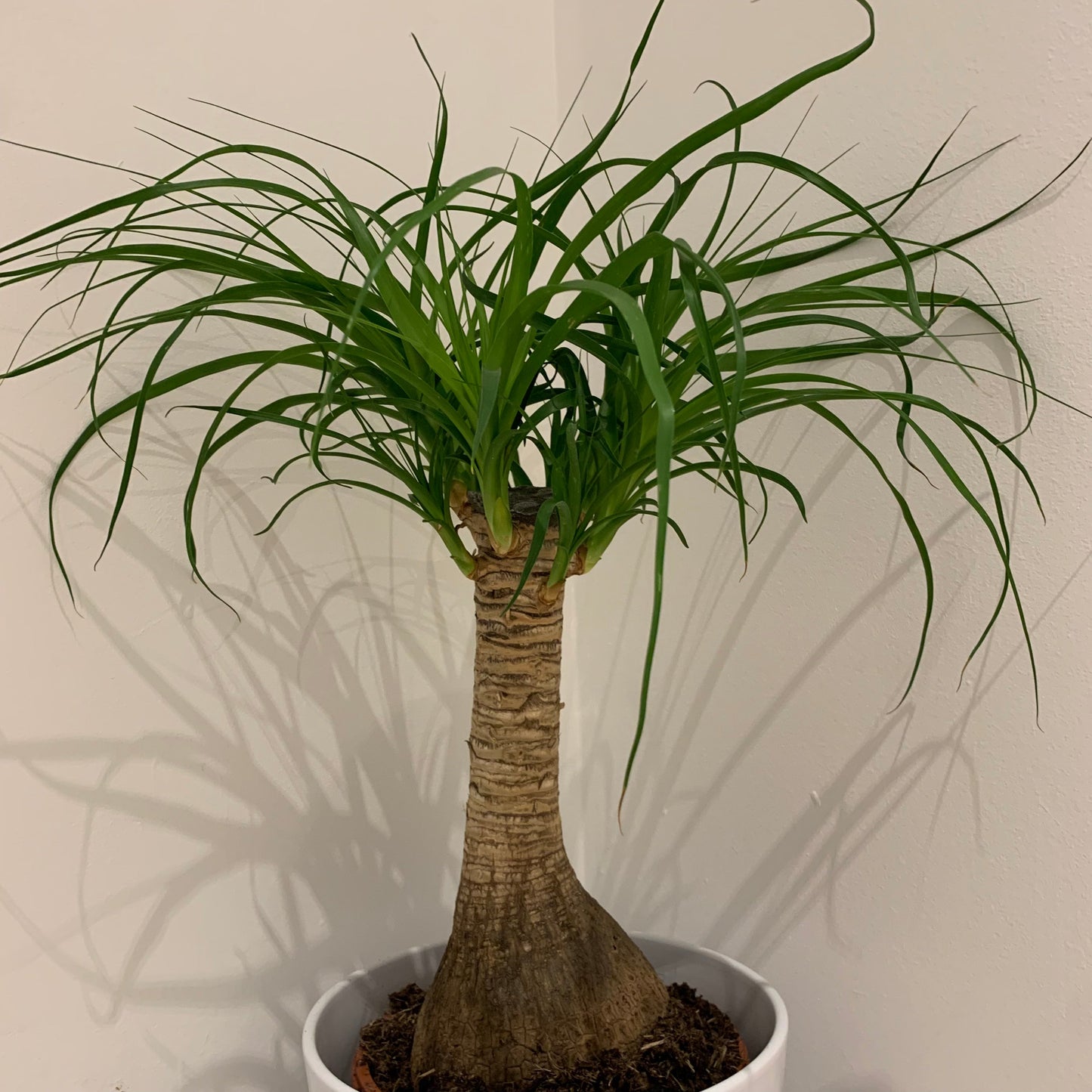 Beaucarnea Recurvata - De Plantrekkers - De Plantrekkers