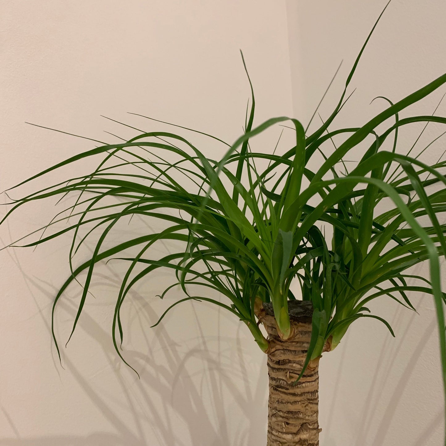 Beaucarnea Recurvata - De Plantrekkers - De Plantrekkers