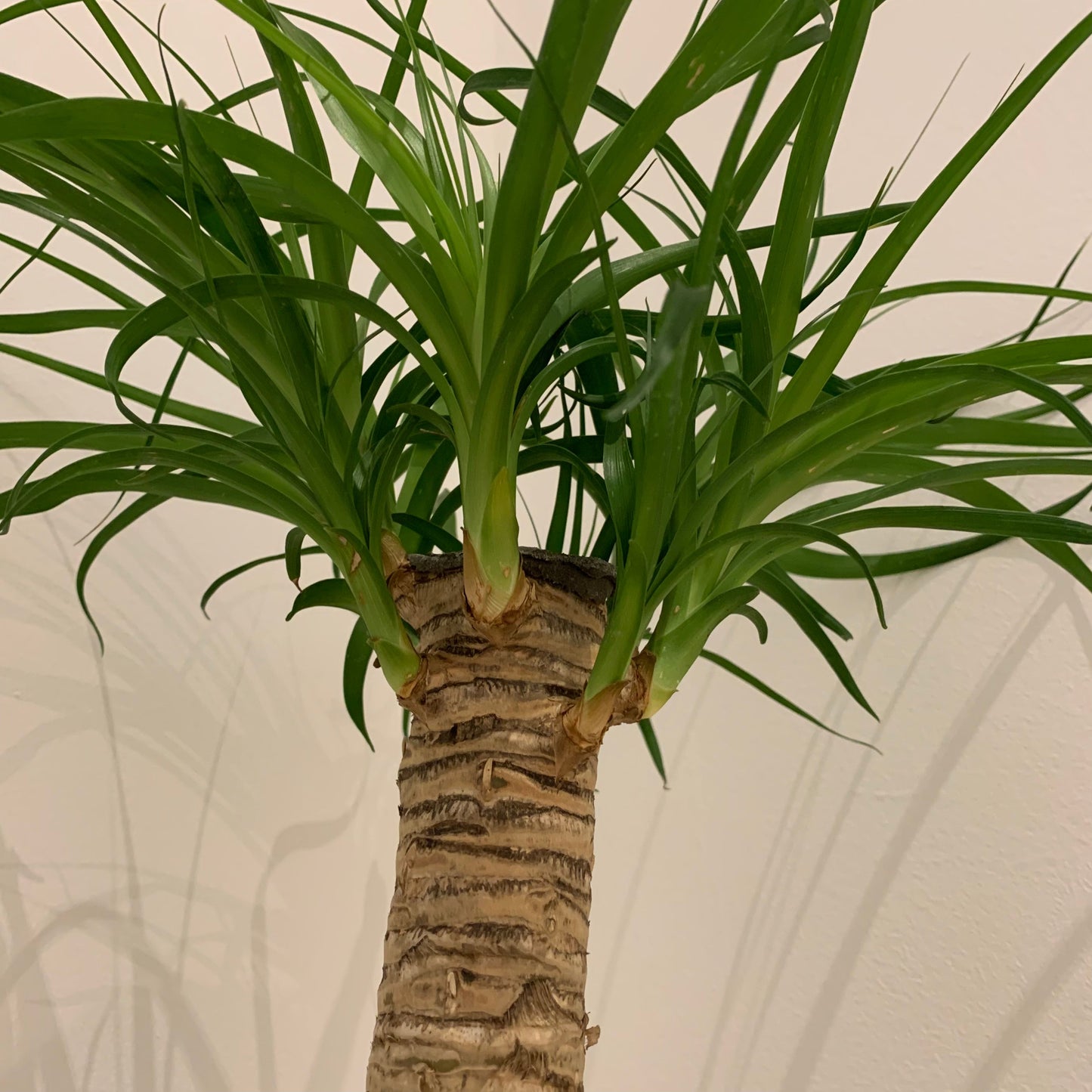 Beaucarnea Recurvata - De Plantrekkers - De Plantrekkers