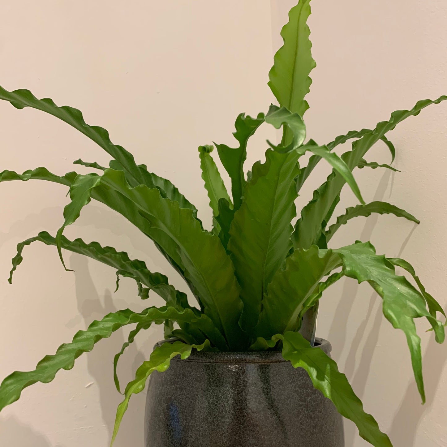 Asplenium Antiquum 'Osaka' - De Plantrekkers - De Plantrekkers
