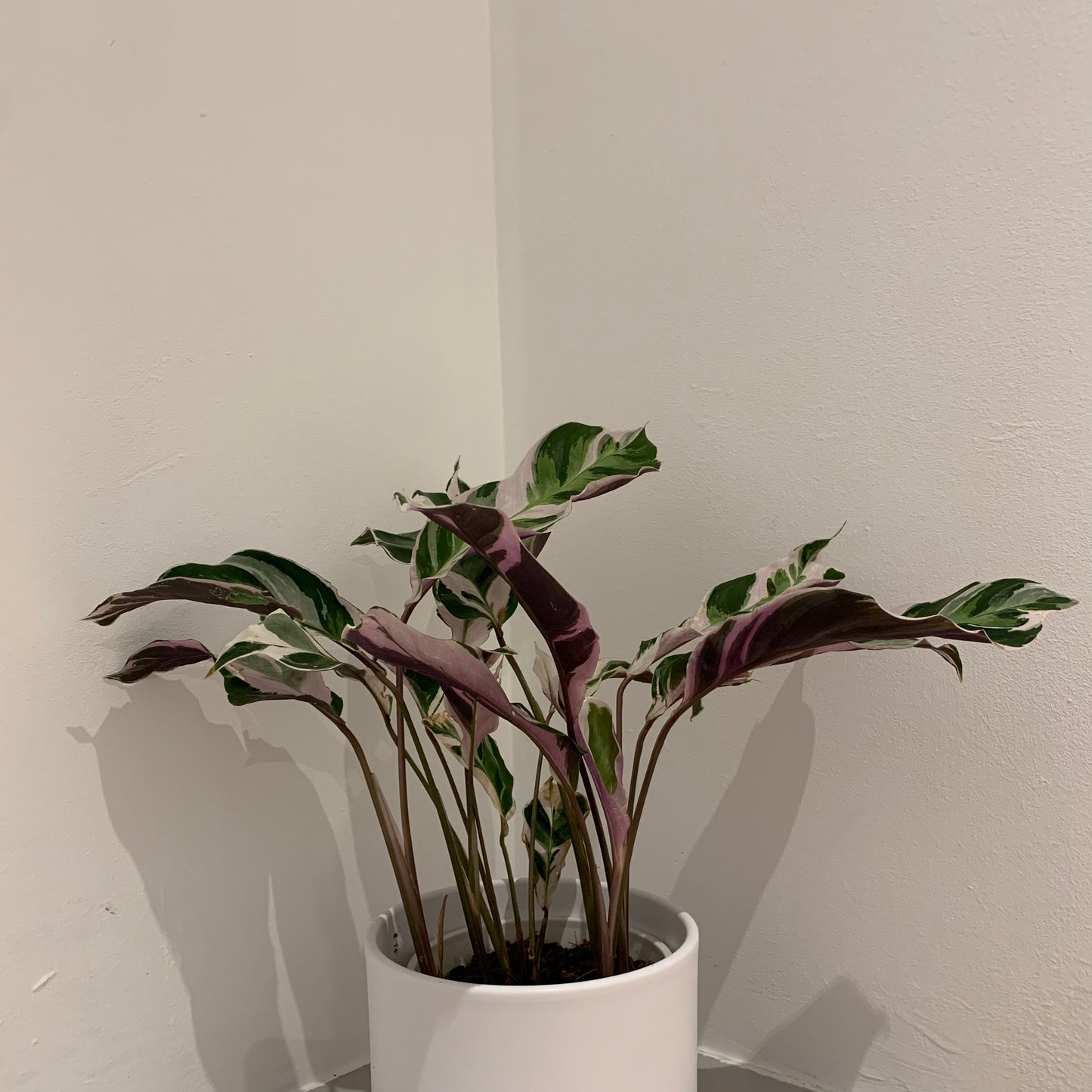 Calathea White Fusion - De Plantrekkers - De Plantrekkers