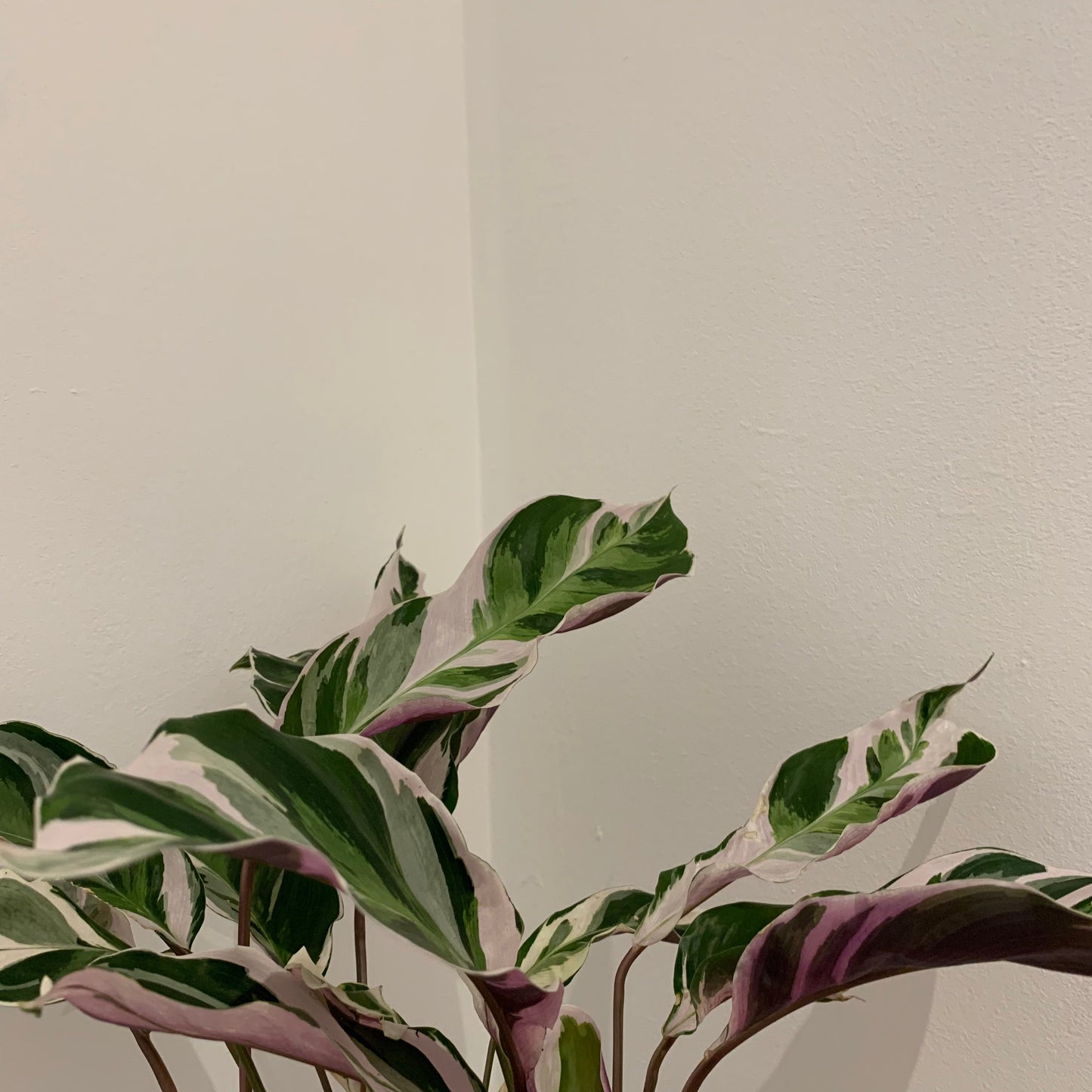 Calathea White Fusion - De Plantrekkers - De Plantrekkers