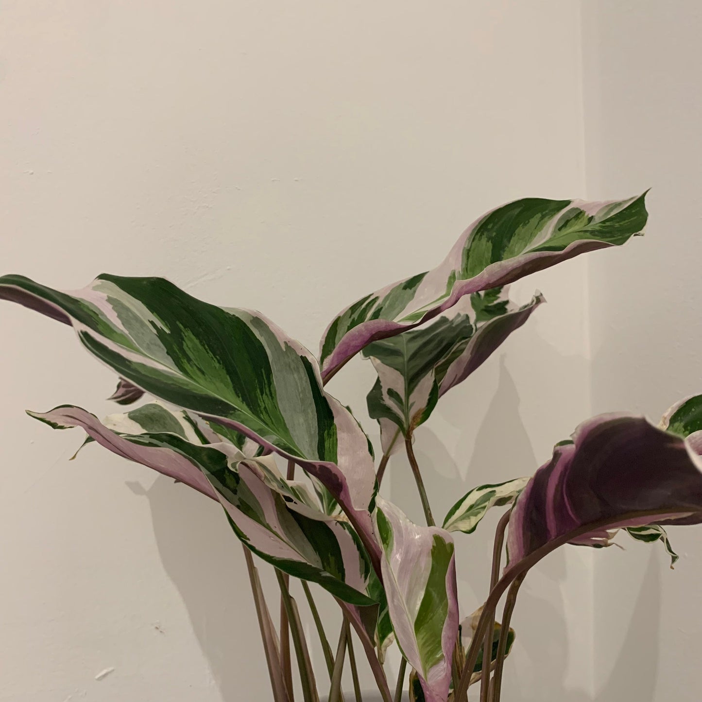 Calathea White Fusion - De Plantrekkers - De Plantrekkers