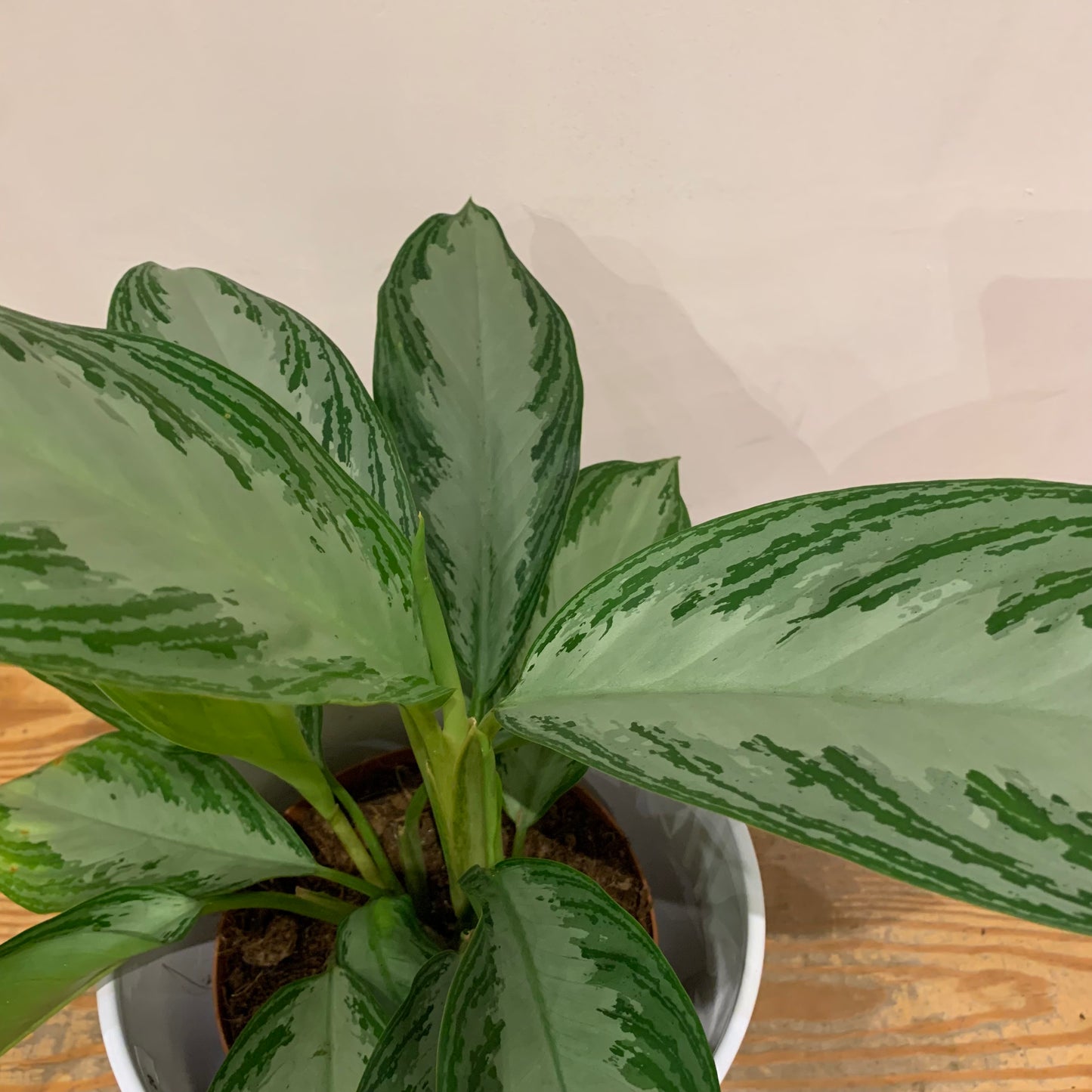 Aglaonema Silver Bay - De Plantrekkers - De Plantrekkers